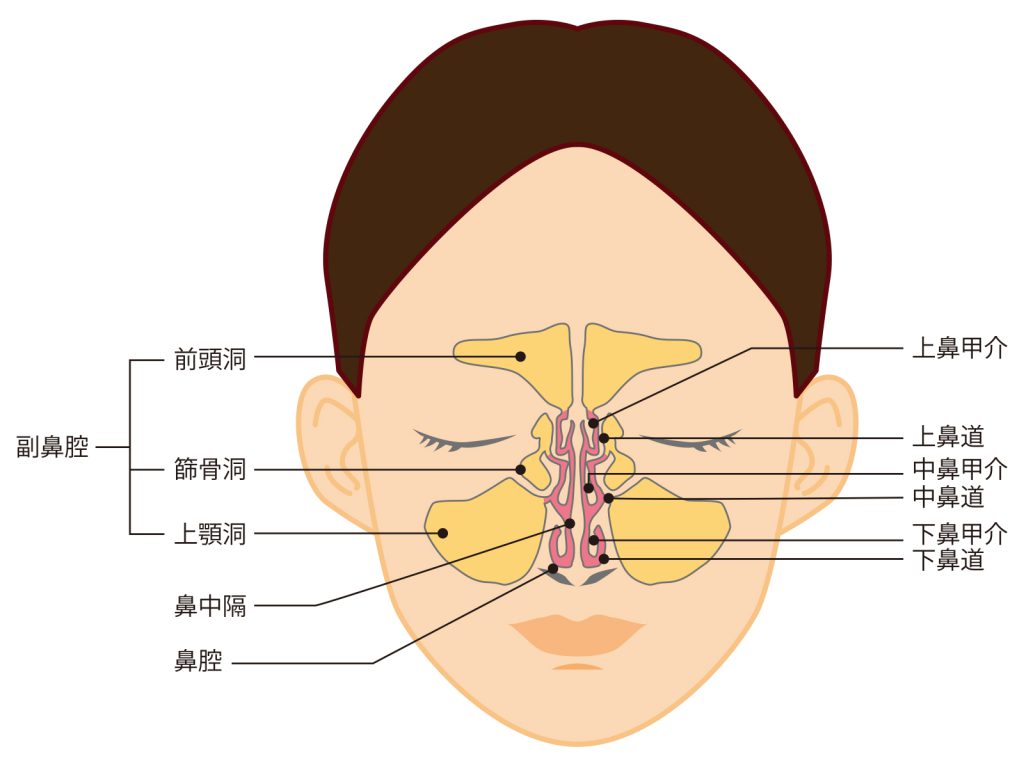 鼻の名称